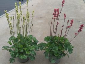Heuchera villosa