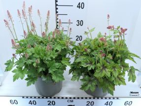 Heucherella x hybrida