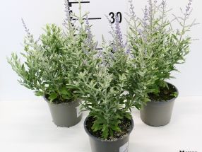 Perovskia atriplicifolia