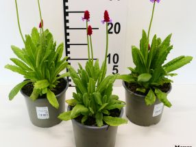 Primula vialii