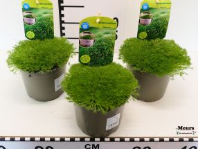 Scleranthus biflorus