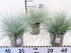 Festuca valesiaca