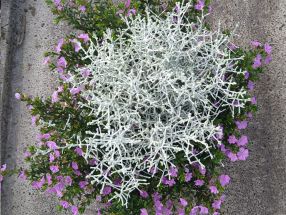 Calocephalus mit  Cuphea unterbepflanzt