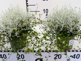 Calocephalus mit Muehlenbeckia unterbepflanzt