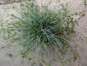 Festuca mit Muehlenbeckia unterbepflanzt