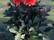 Dahlia x hybrida Dunkellaubig