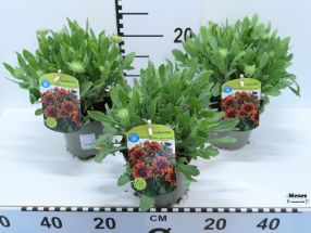 Gaillardia grandiflora